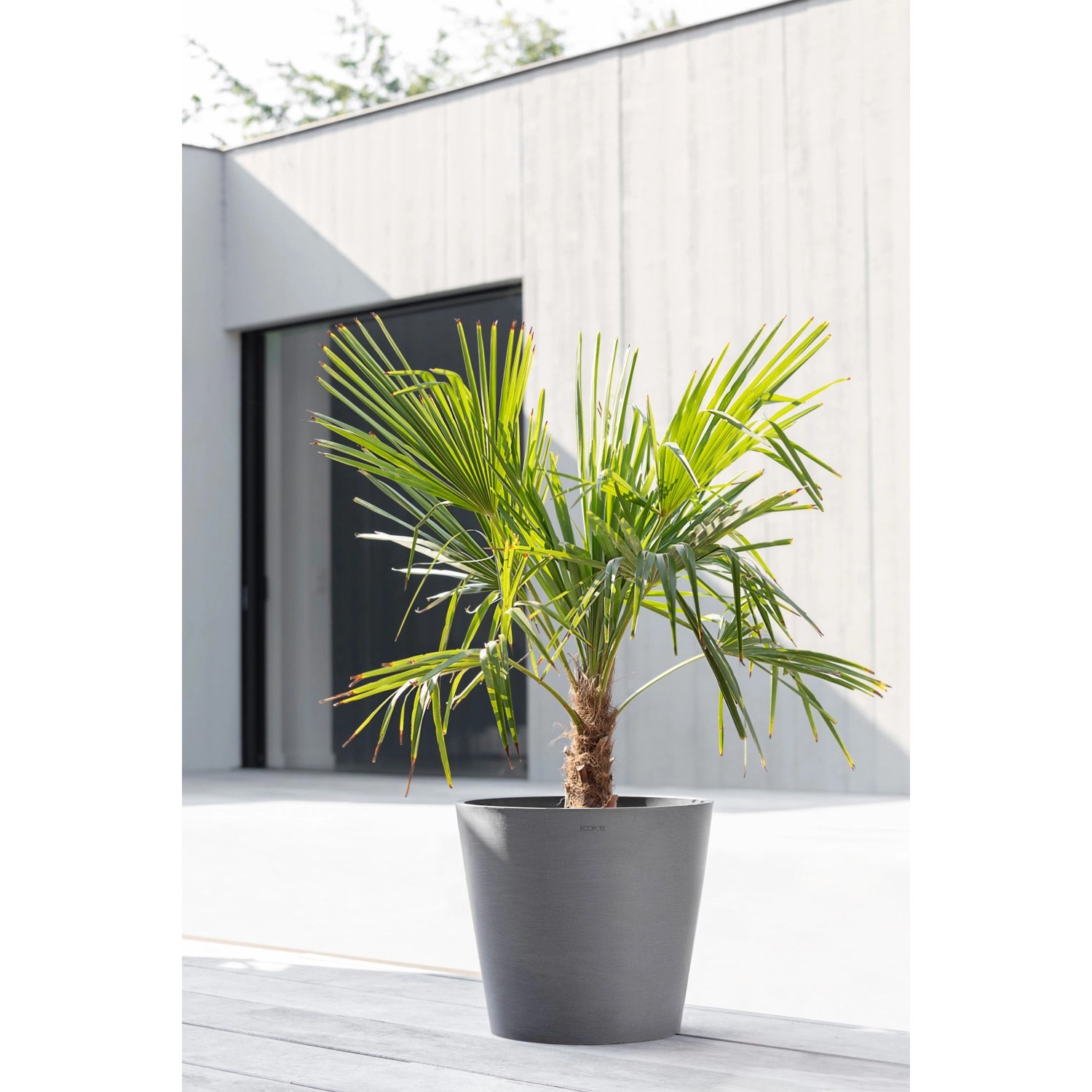 Ecopots Pflanztopf Amsterdam, grau, 40x35 cm, mit Palme, für Innen- und Außenbereiche.