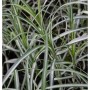 Nahaufnahme der Palmwedelsegge (Carex muskingumensis) mit grün-weiß gestreiften Blättern.