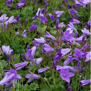 Teppich Glockenblume Birch - Campanula portenschlagiana