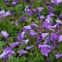 Teppich Glockenblume Birch - Campanula portenschlagiana