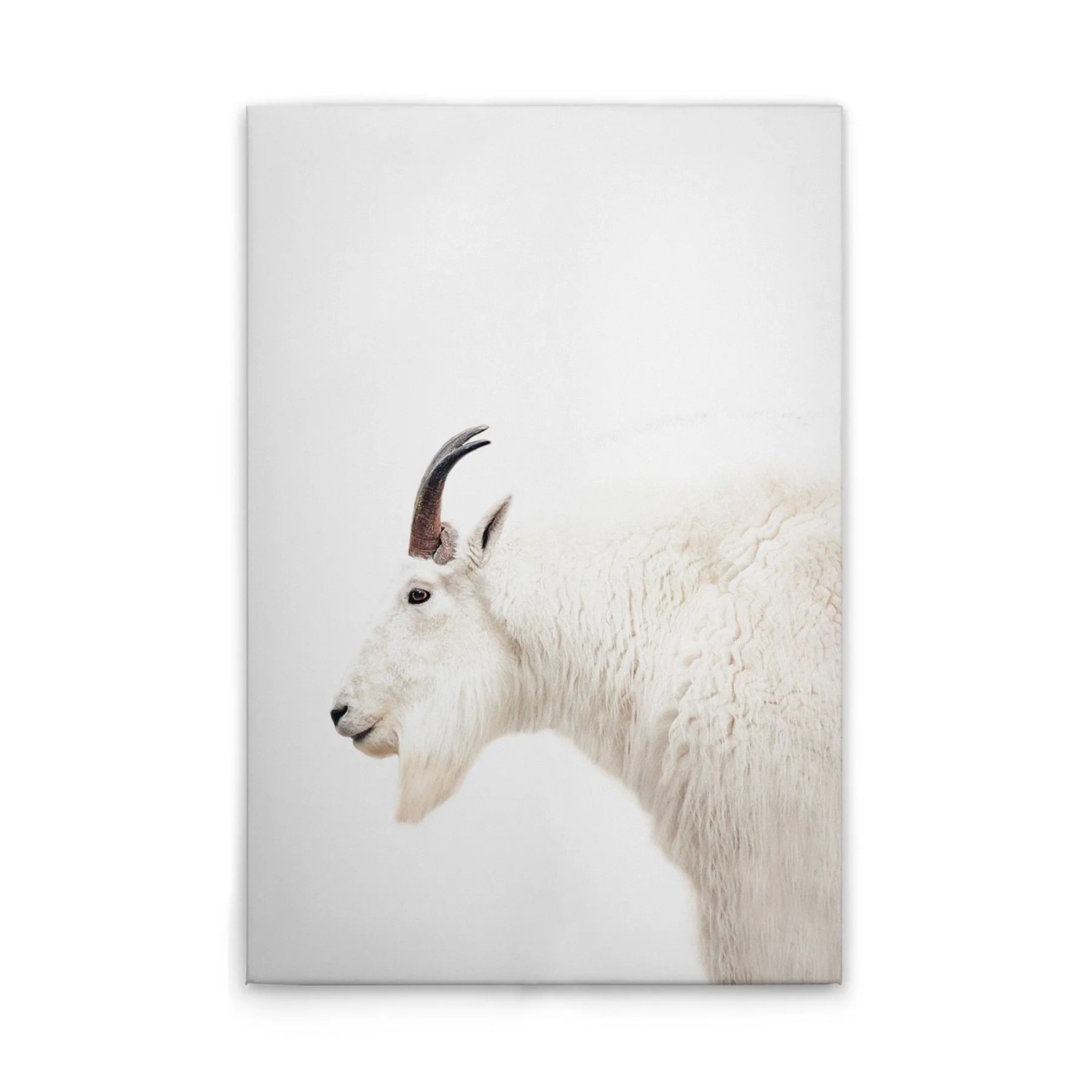 Tadessi Leinwandbild - M1-No.51115 - Tiere Ziege - 80 x 120 cm - Querformat