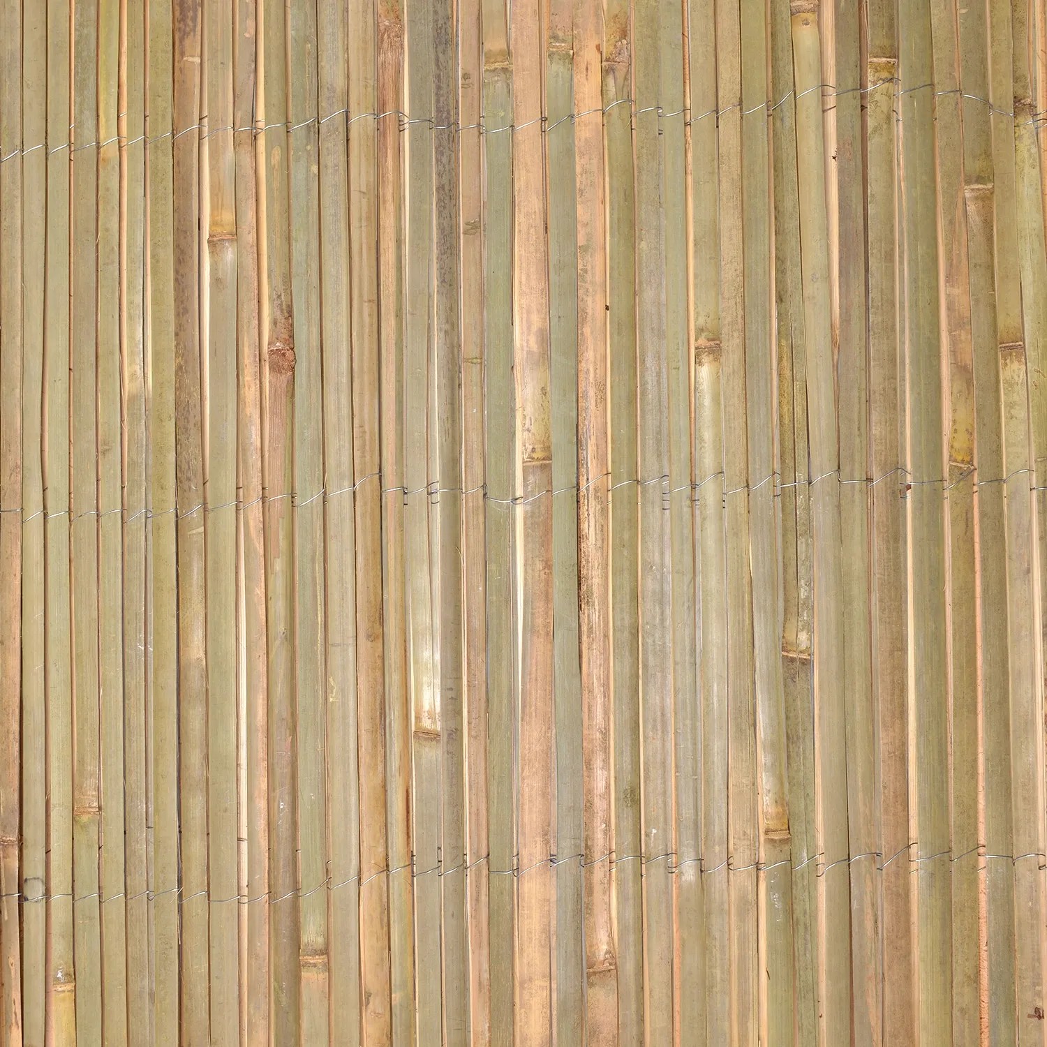 bambus nigra kaufen Schwarzer Bambus (Phyllostachys nigra) | 150-175 cm im Topf main image 0