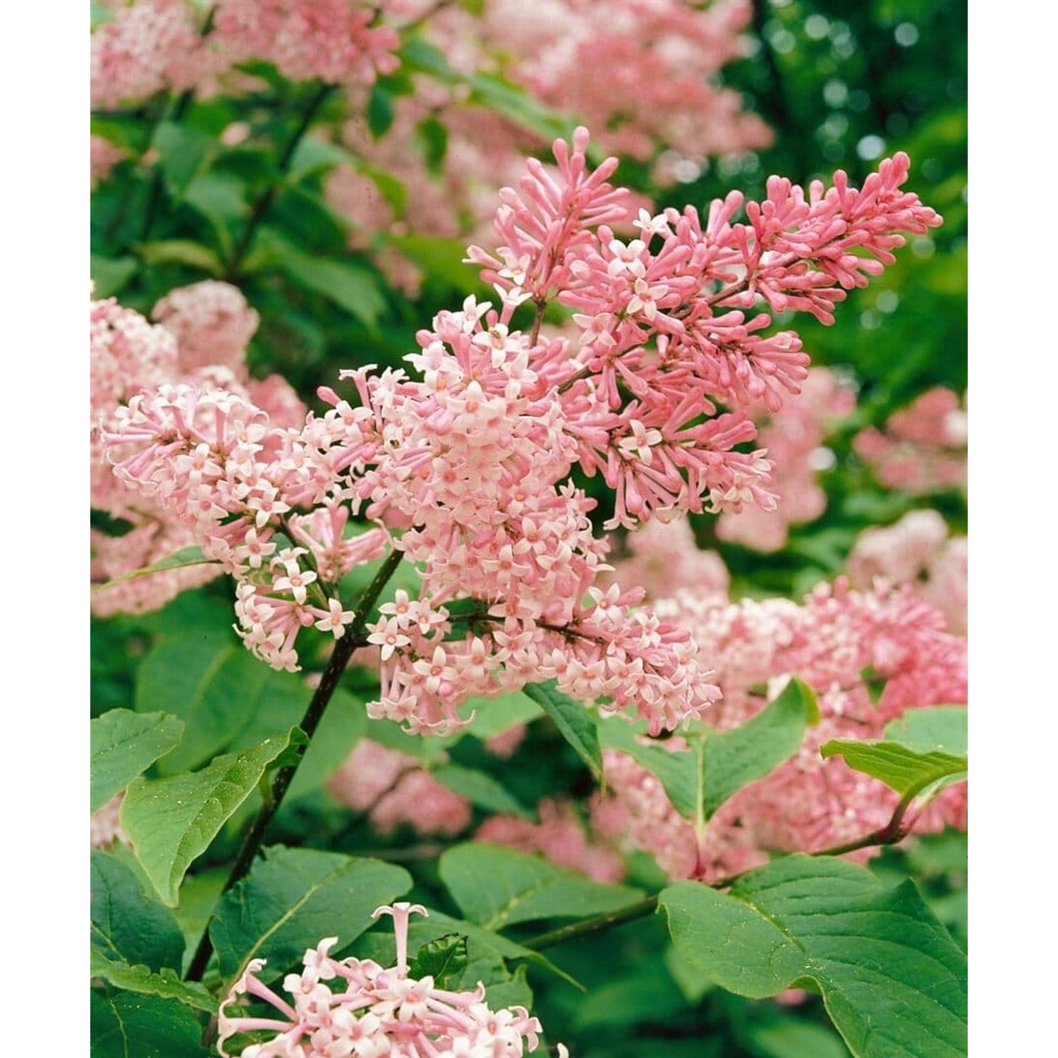 Syringa Reflexa Hängender Flieder Rosa 150–175 cm günstig online kaufen