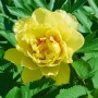 Gelbe Paeonia Bartzella Pfingstrose im 5-7,5 Liter Container, Nahaufnahme der Blüte.