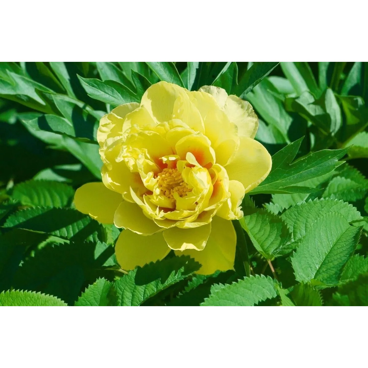 Gelbe Paeonia Bartzella Pfingstrose im 5-7,5 Liter Container, Nahaufnahme der Blüte.