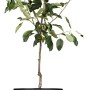 Junger Apfelbaum 'Goldparmäne' im Topf, ca. 120-140 cm hoch, mit grünen Blättern.