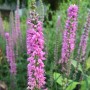 Polsterveronika Erika - Veronica spicata