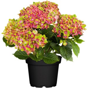 Bauernhortensie Saxon Schloss Wackerbarth im Topf, mehrfarbige Blüten (rot, grün).