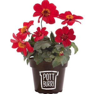 Rote Pottburri Dahlie im Topf (ca. 13 cm Ø), eine farbenfrohe Stehpflanze für Beet und Garten.