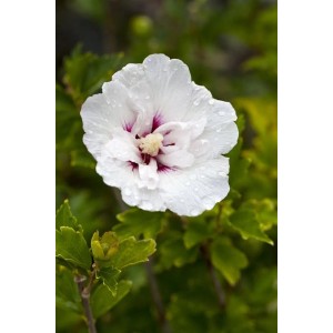 Nahaufnahme einer weißen Blüte des Hibiscus Syriacus 'Pinky Spot' mit dunklem Auge.
