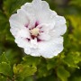 Nahaufnahme einer weißen Blüte des Hibiscus Syriacus 'Pinky Spot' mit dunklem Auge.