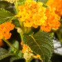 Nahaufnahme: Gelbes Wandelröschen (Lantana camara) im Topf, zweifarbige Blüten.