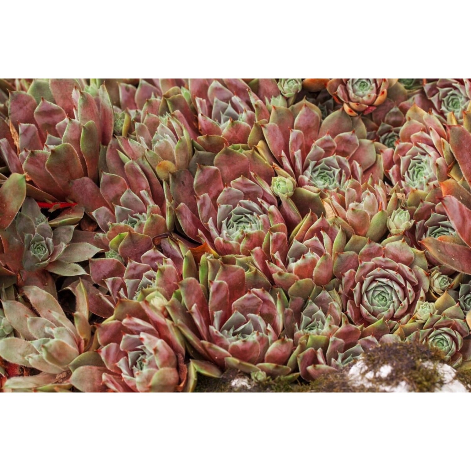 Sempervivum X Cult.'Tedderheid' Hauswurz Ca. 9x9 cm Topf günstig online kaufen