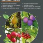 Collage verschiedener Obstsorten des Wonder Tree Obstbaums von GROW by OBI.