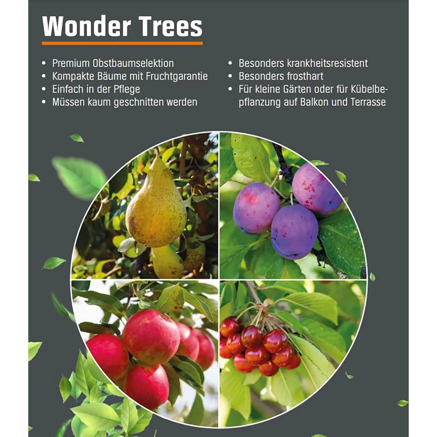 Collage verschiedener Obstsorten des Wonder Tree Obstbaums von GROW by OBI.