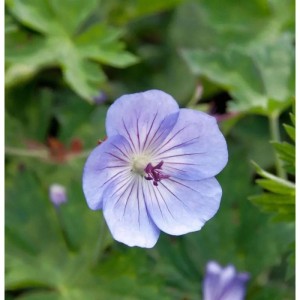 Nahaufnahme einer hellvioletten Blüte des Storchschnabel Azure Rush (Geranium cultorum).
