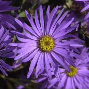 Nahaufnahme einer lilafarbenen Sommeraster (Aster amellus) mit gelber Mitte.