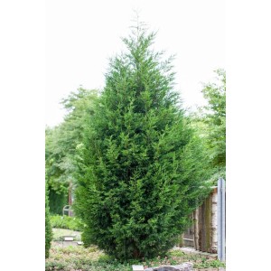 Grüne Cupressocyparis leylandii Heckenpflanze, 200-225 cm hoch.