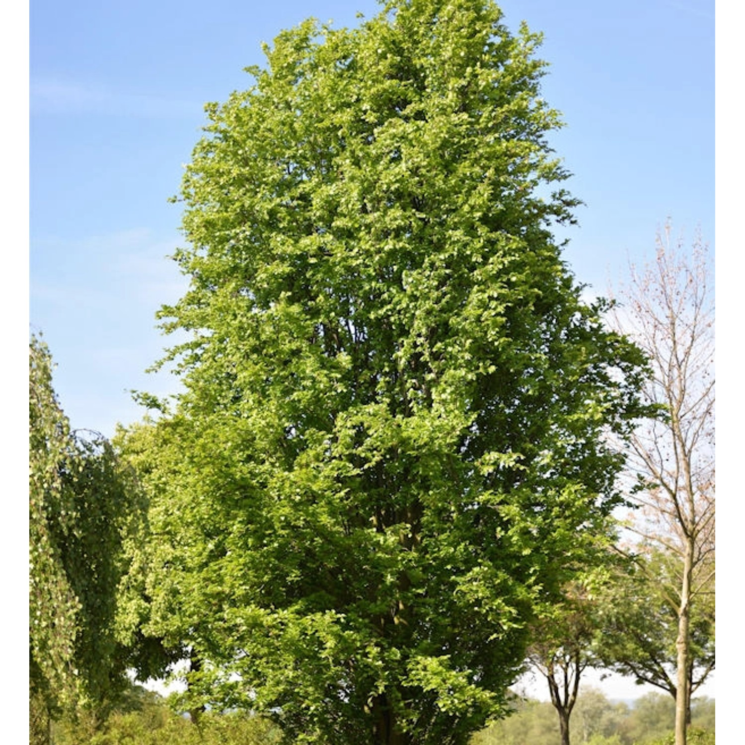 Säulen Rotbuche Dawyck 125-150cm - Fagus sylvatica günstig online kaufen