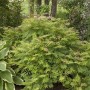 Fiederspiere 'Sem' mit grün-bronze Laub im Garten, buschiger Strauch. Sorbaria Sorbifolia.