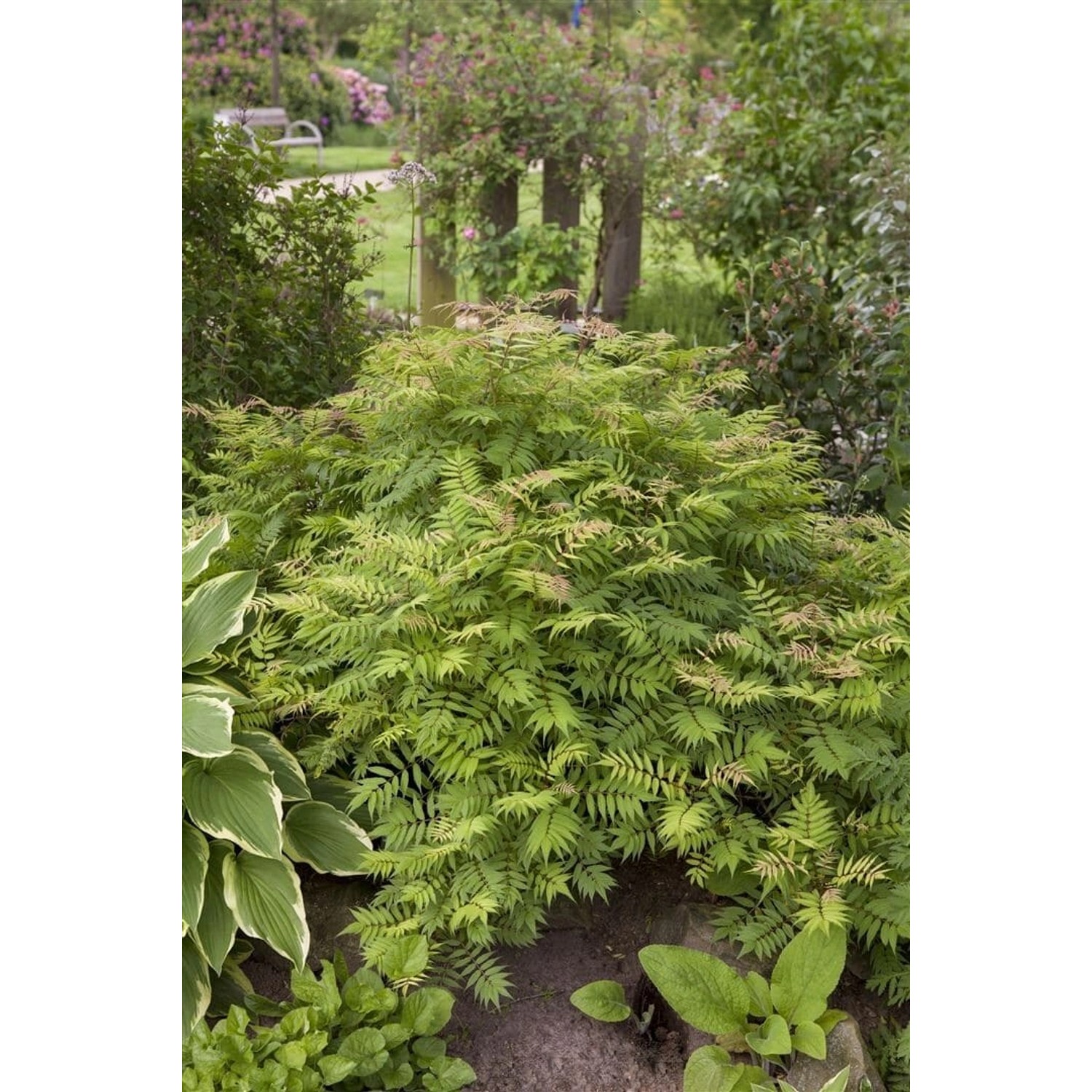 Sorbaria Sorbifolia Sem Fiederspiere Buntes Laub 60–100 cm günstig online kaufen