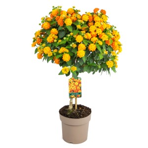 Wandelröschen Stamm Orange, ca. 100cm hoch im Topf. Blühende Kübelpflanze mit orangen Blüten.