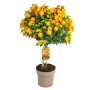 Wandelröschen Stamm Orange, ca. 100cm hoch im Topf. Blühende Kübelpflanze mit orangen Blüten.