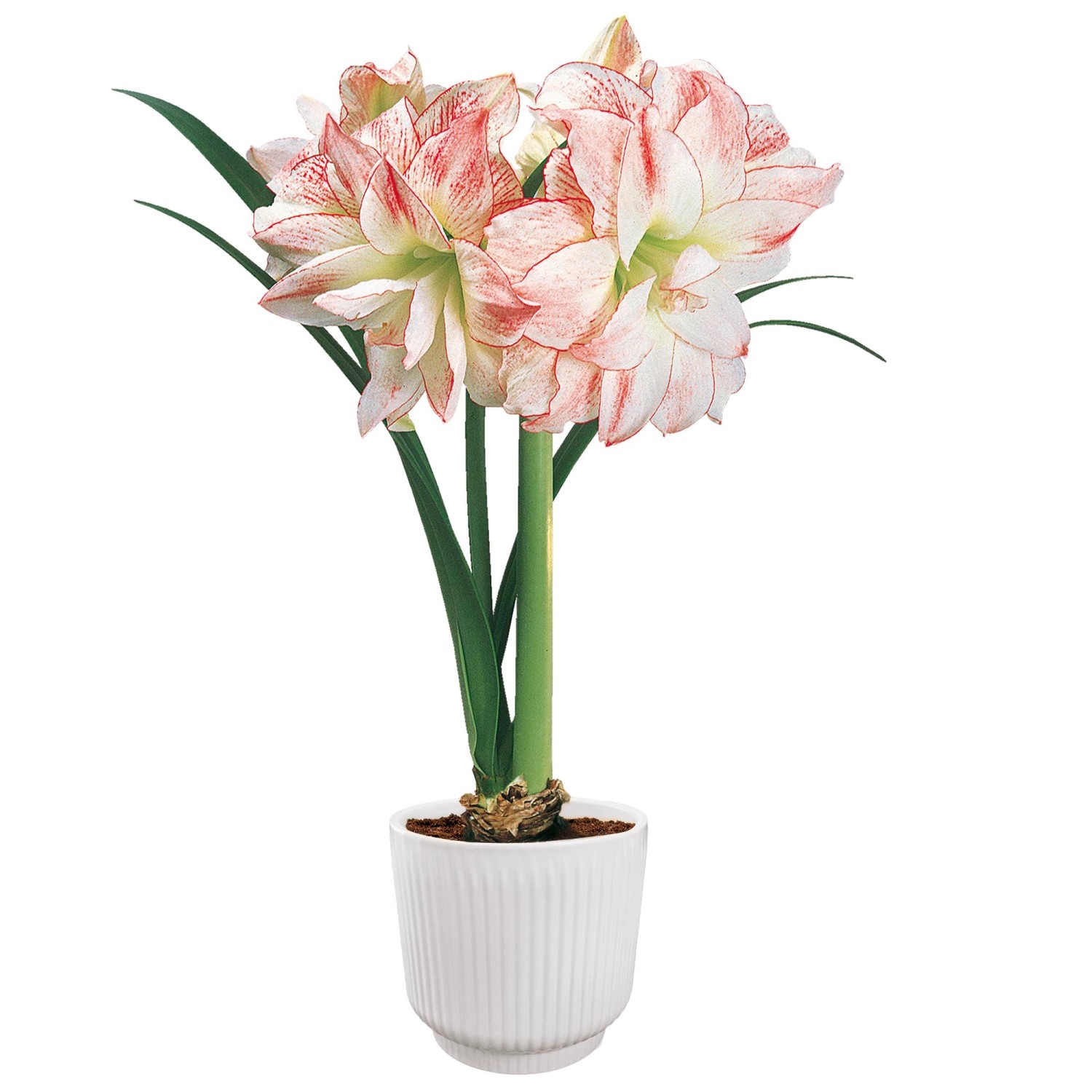 AmaryllisBlumenzwiebelSet "Aphrodite" inkl. Topf und Blumenerde