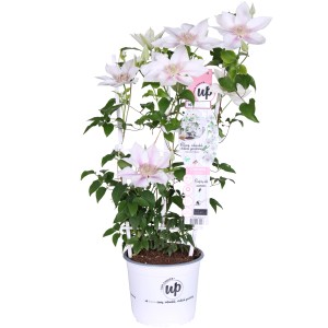 Waldrebe Corinne im 3 l Topf, ca. 65 cm hoch, mit zartrosa-weißen Blüten.