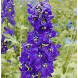 Nahaufnahme einer blauen Rittersporn-Staude 'Kleine Nachtmusik' im Garten.