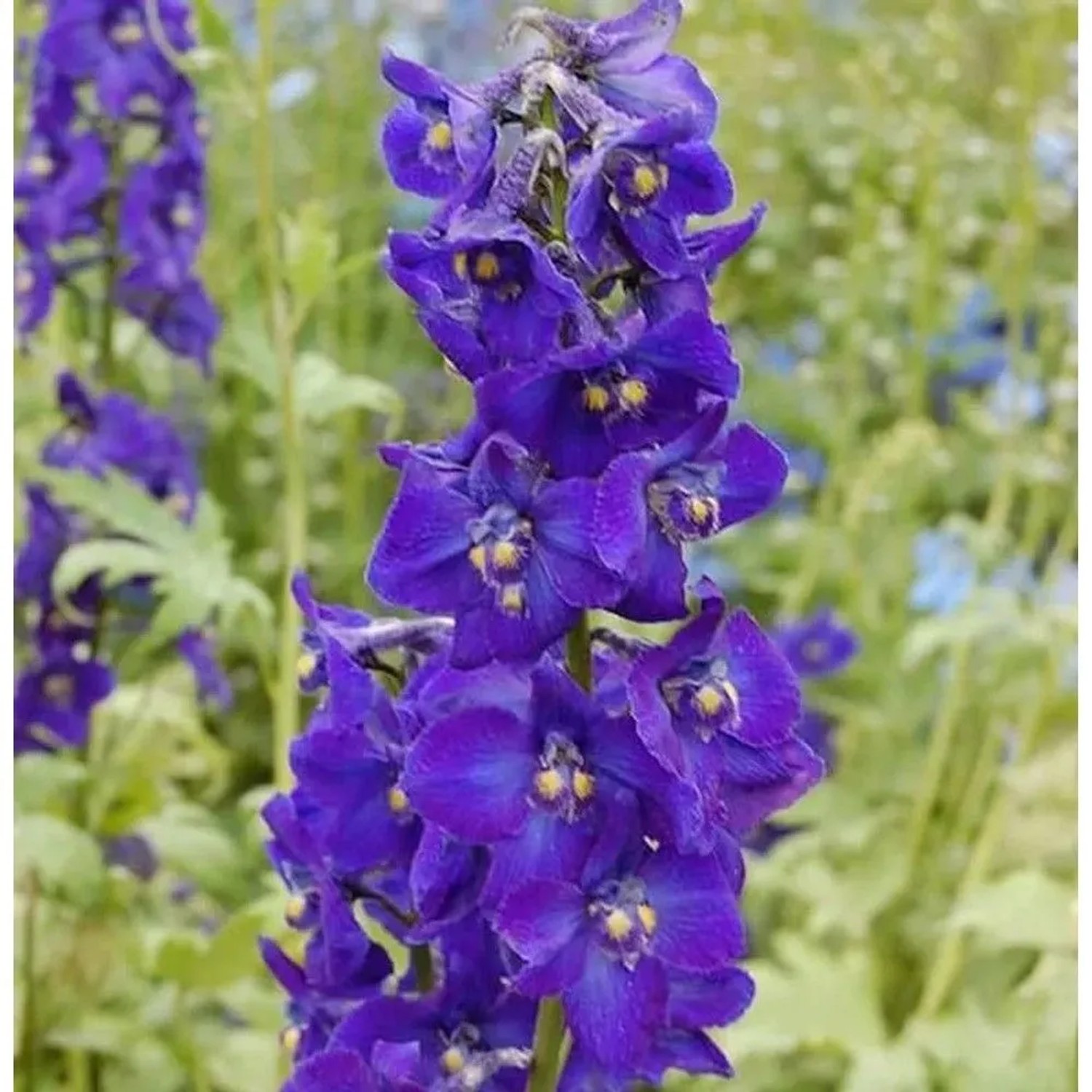 Rittersporn Kleine Nachtmusik - Delphinium belladonna