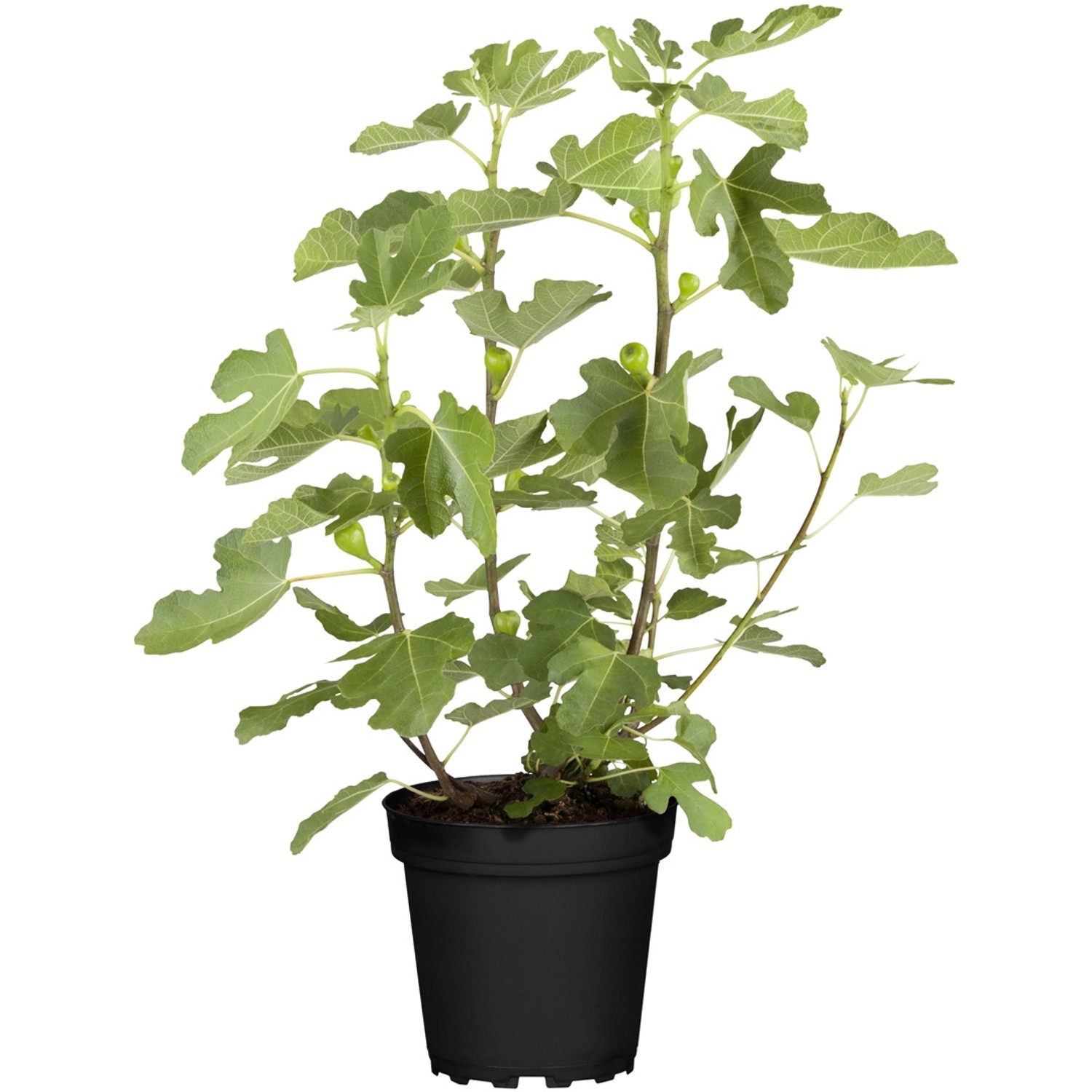 GROW by OBI Bio Feige Brown Turkey Höhe ca. 30 - 40 cm Topf ca. 3 l Ficus
