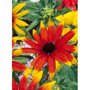 Dreilappiger Sonnenhut 'Prairie Glow' mit rot-gelben Blüten im Topf, Nahaufnahme.