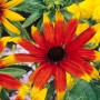 Dreilappiger Sonnenhut 'Prairie Glow' mit rot-gelben Blüten im Topf, Nahaufnahme.