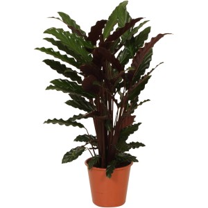 Korbmarante Wavestar im Topf, ca. 70-85 cm hoch. Grünpflanze mit gewellten Blättern.