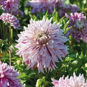 Dekorative Dahlie Avignon von GROW by OBI: Cremeweiße Blüte mit burgunderroten Streifen.