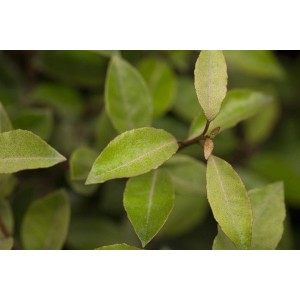 Nahaufnahme der Elaeagnus ebbingei Heckenpflanze mit silbergrünen Blättern.