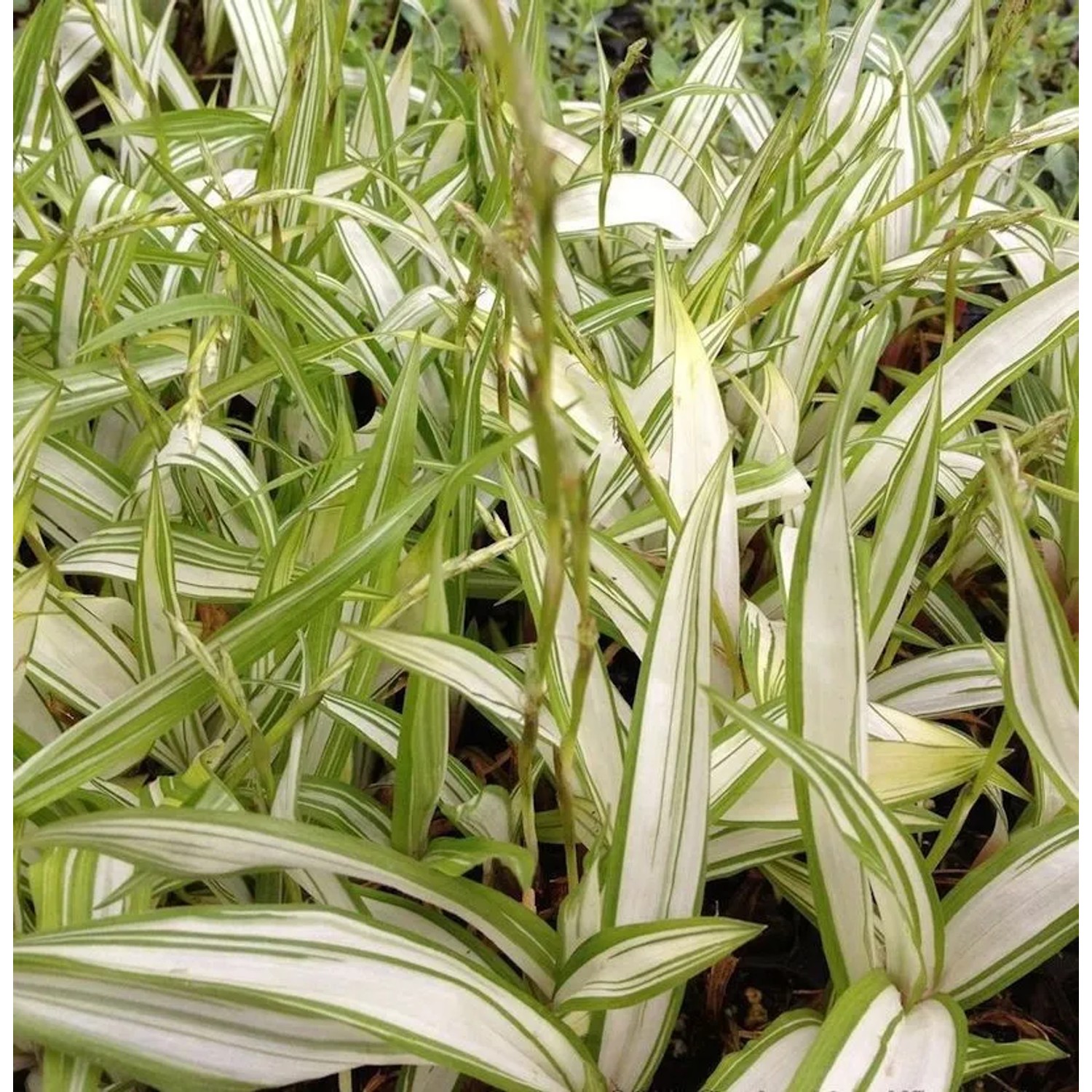 Breite Blattsegge Shiro - Carex siderosticha
