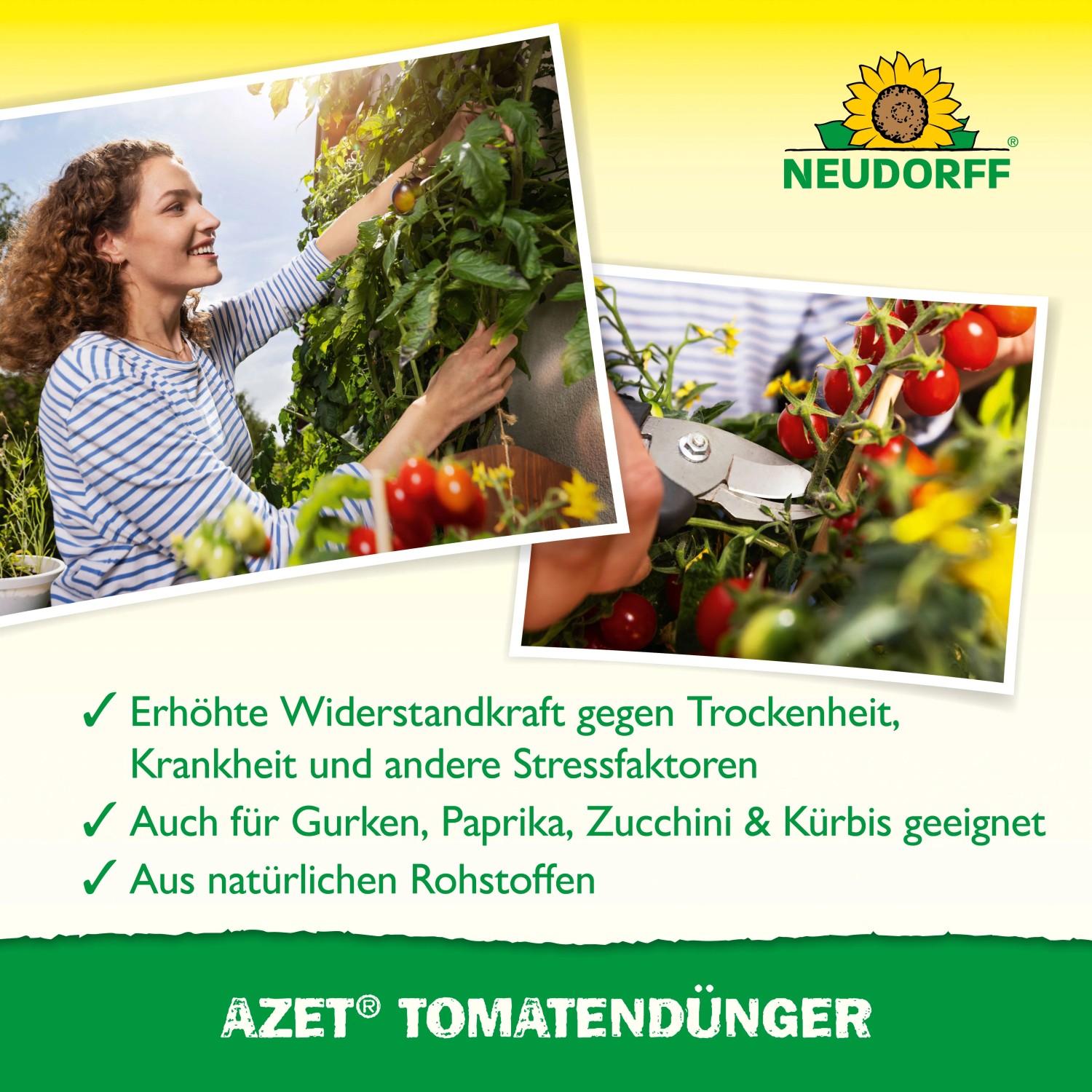 Neudorff Azet Tomatendünger: Frau pflegt Tomatenpflanze, Detailaufnahme Ernte mit Gartenschere.