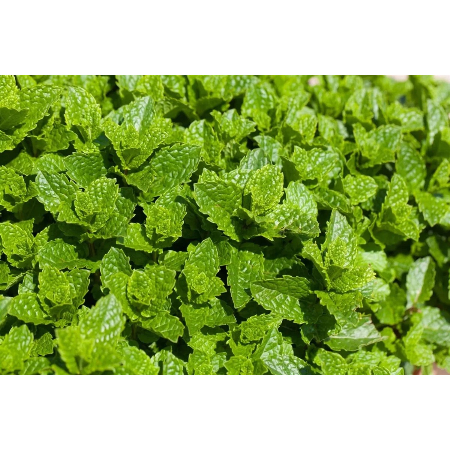 Nahaufnahme der grünen Blätter der Marokkanischen Minze (Mentha Spicata) im 9x9 cm Topf.