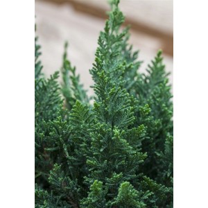 Detailaufnahme der grünen Chamaecyparis Lawsoniana Little Spire Scheinzypresse (20–25 cm).