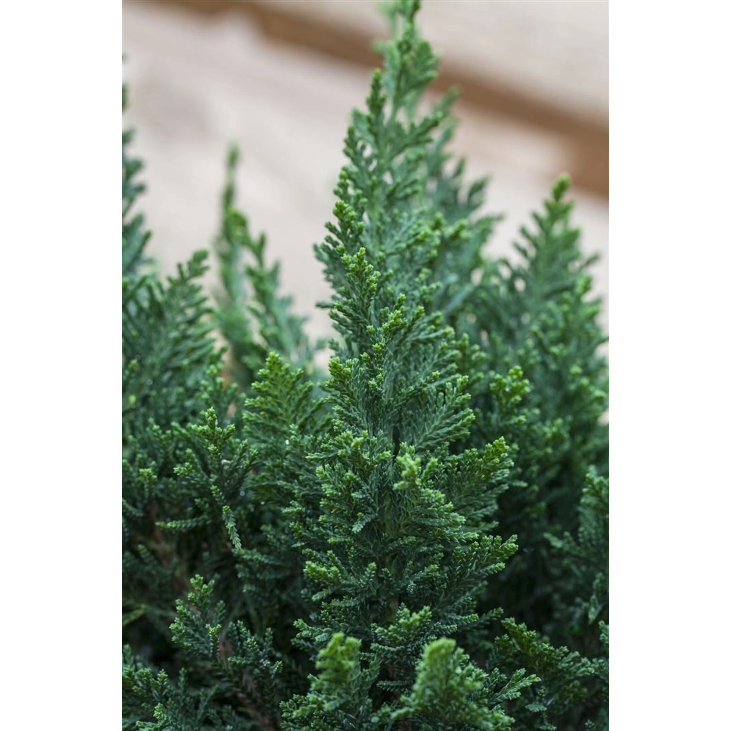 Chamaecyparis Lawsoniana Little Spire Scheinzypresse 20–25 cm günstig online kaufen