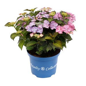 Bauernhortensie Royalty Tiffany im Topf, rosa-violette Blüten, ca. 35 cm hoch.
