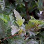 Blasenspiere 'Red Baron': Strauch mit dunkelroten Blättern und Trieben.