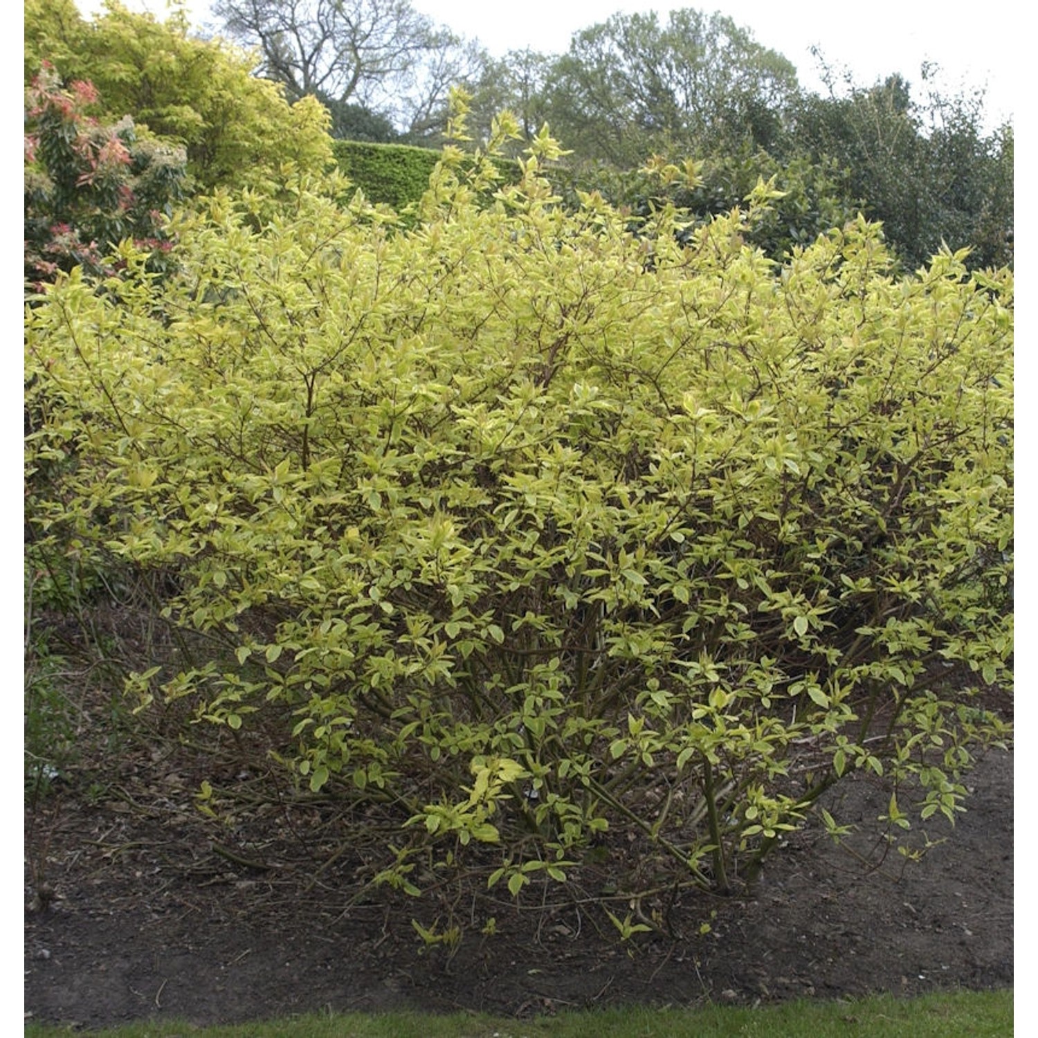 Gelbbunter Hartriegel 60-80cm - Cornus alba günstig online kaufen