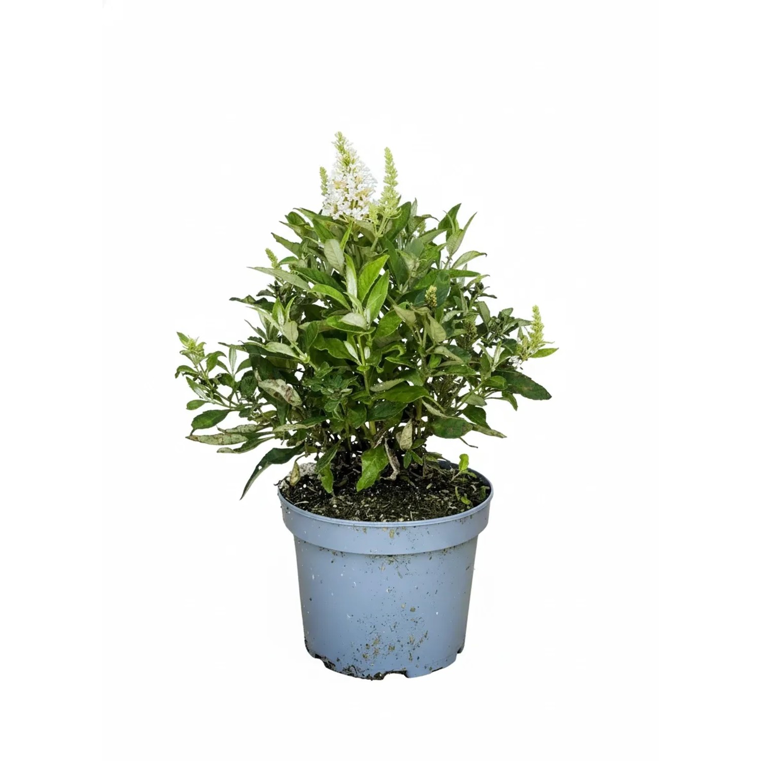 Baumfink Zwerg Sommerflieder Butterfly Candy Little White als Topfpflanze 25-30cm