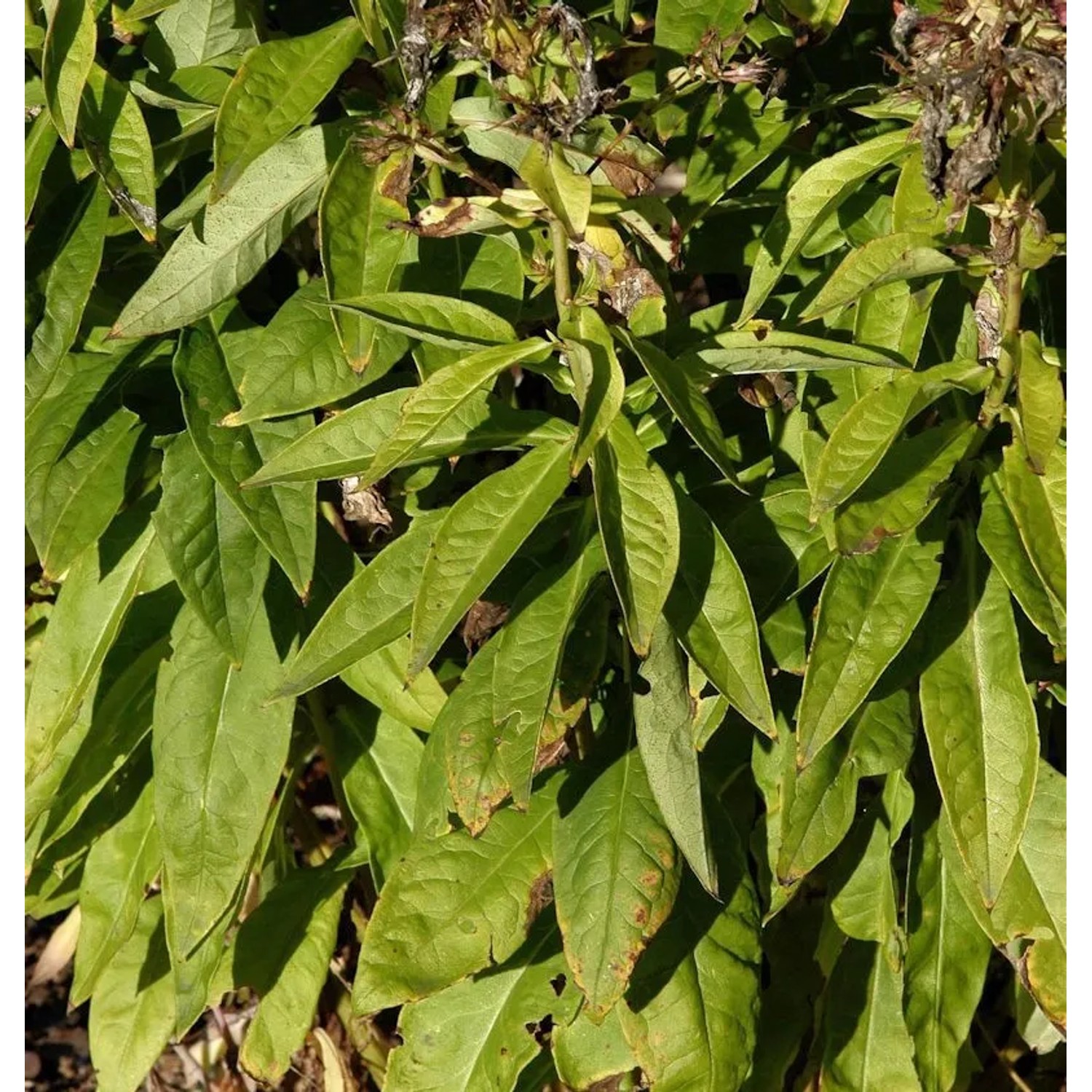 Hohe Flammenblume Laura - Phlox paniculata