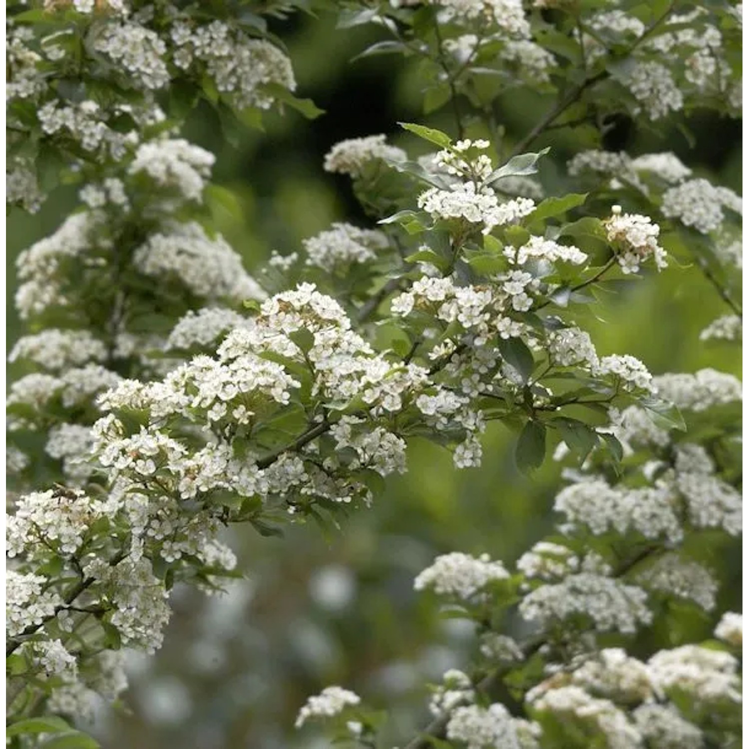 Scharlach Glanzblattmispel 40-60cm - Photinia villosa