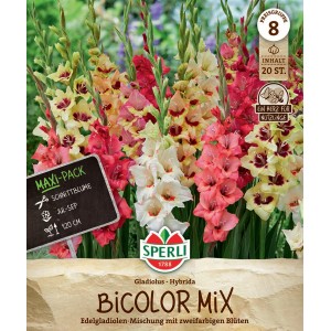 Sperli Gladiolen Mix, zweifarbige Blüten im Maxi-Pack, ideal als Schnittblumen.