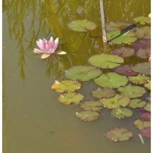Seerose Fabiola - Nymphaea